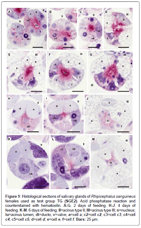 air-water-borne-diseases-counterstained