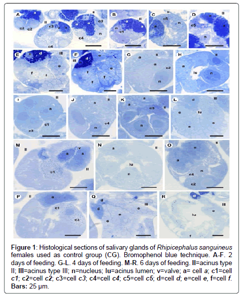 air-water-borne-diseases-histological