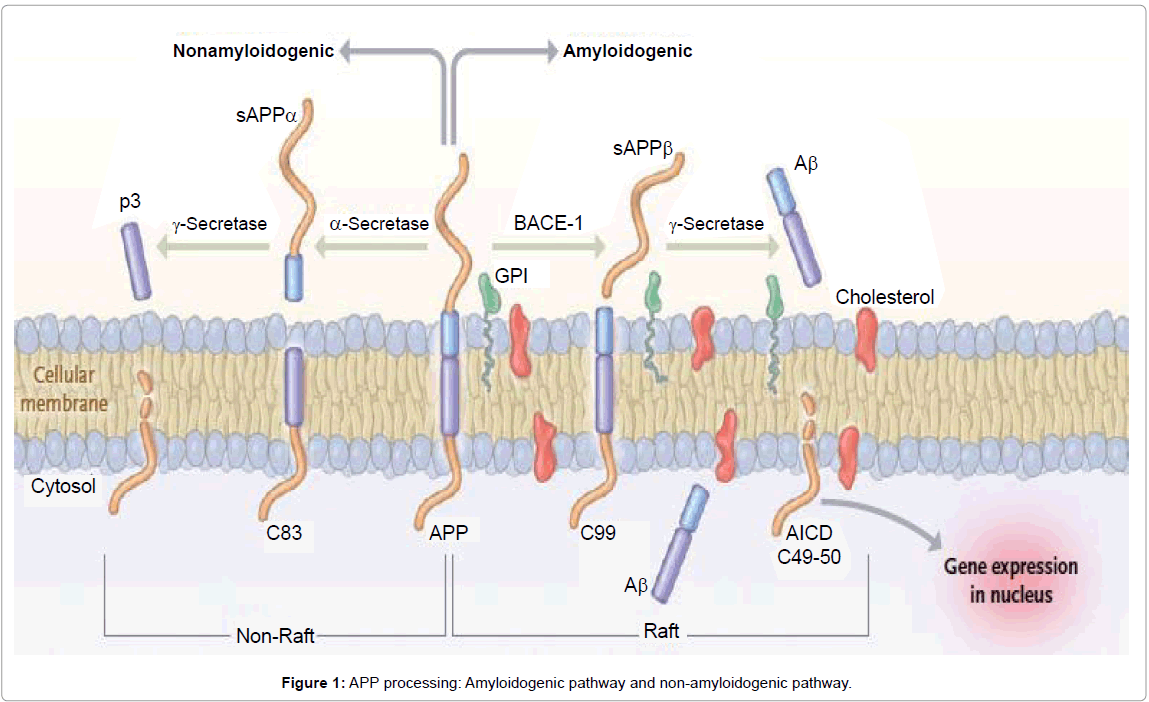 alzheimers-disease-parkinsonism-Amyloidogenic-pathway