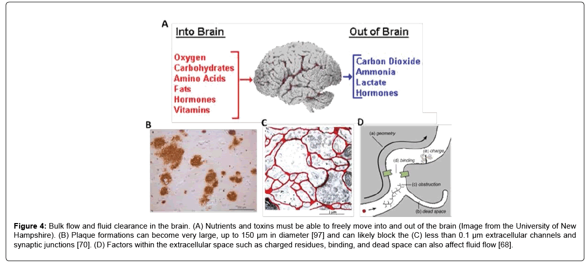 alzheimers-disease-parkinsonism-Bulk-flow