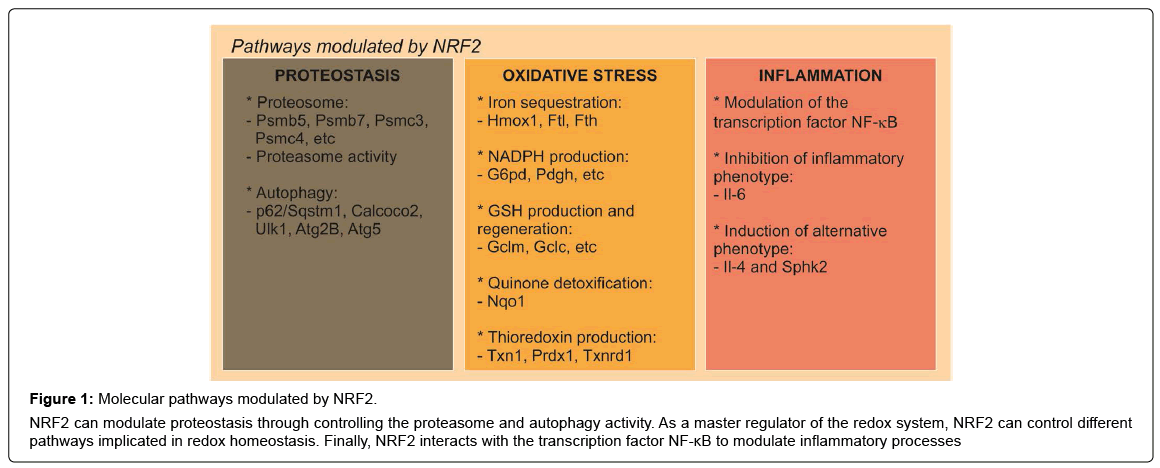 alzheimers-disease-parkinsonism-Molecular-pathways