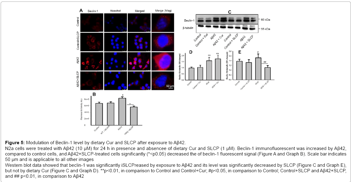 alzheimers-disease-parkinsonism-N2a-cells