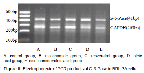 alzheimers-disease-parkinsonism-PCR-products