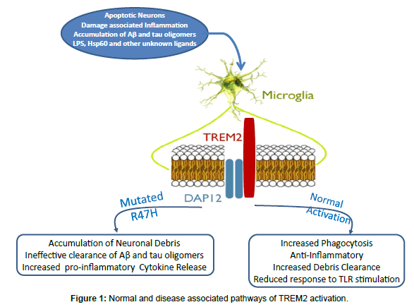 alzheimers-disease-parkinsonism-TREM2-activation