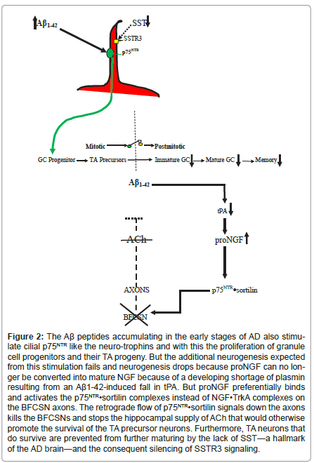 alzheimers-disease-parkinsonism-additional-neurogenesis