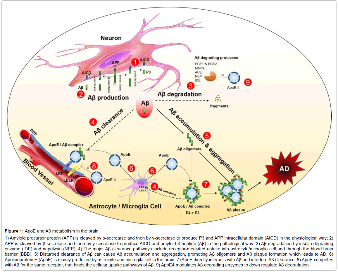 alzheimers-disease-parkinsonism-brain-barrier