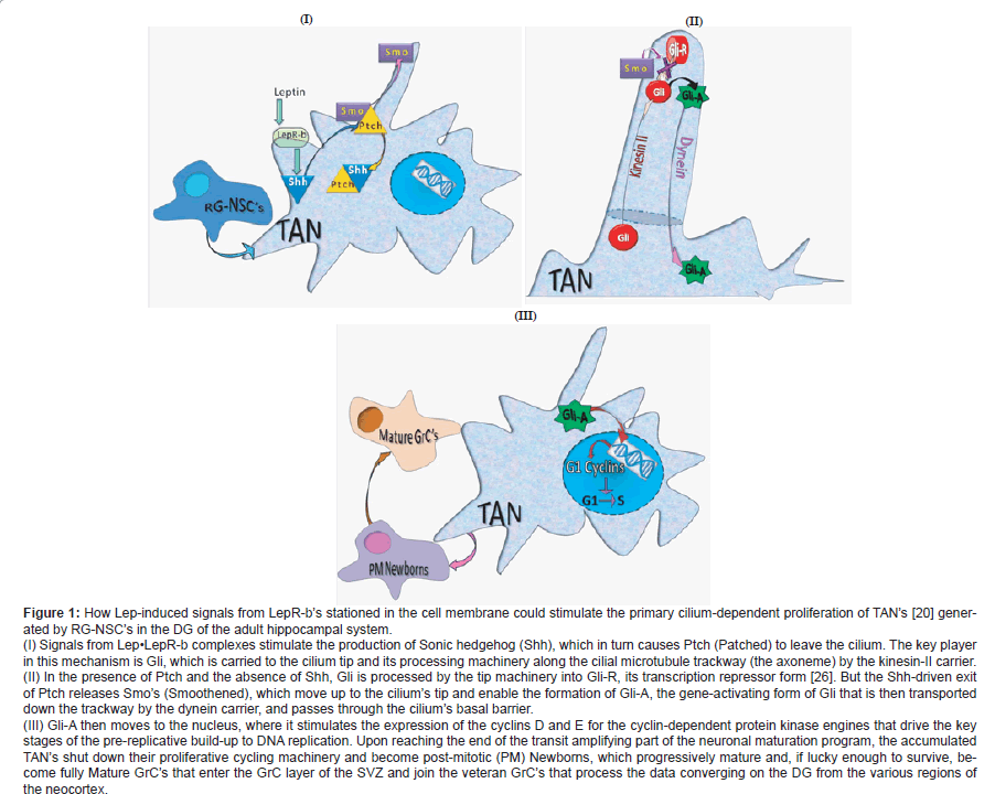 alzheimers-disease-parkinsonism-cilial-microtubule