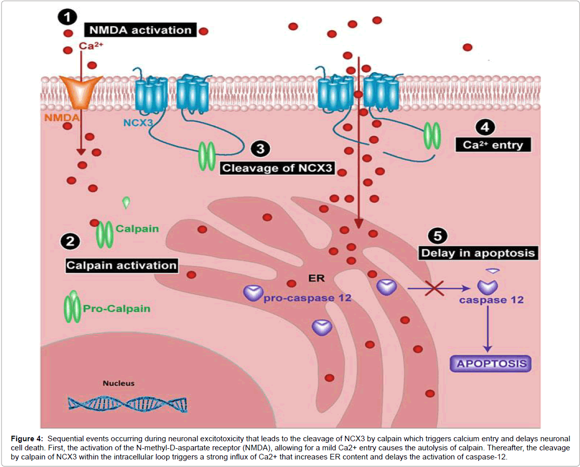 alzheimers-disease-parkinsonism-neuronal-excitotoxicity