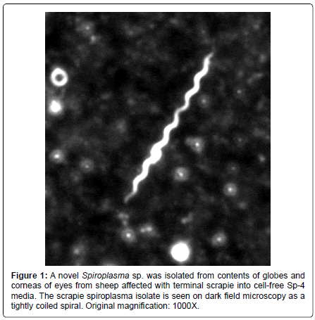 alzheimers-disease-parkinsonism-novel-Spiroplasma