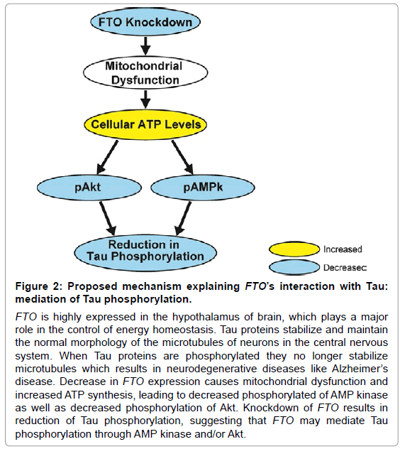 alzheimers-disease-parkinsonism-post-transfection