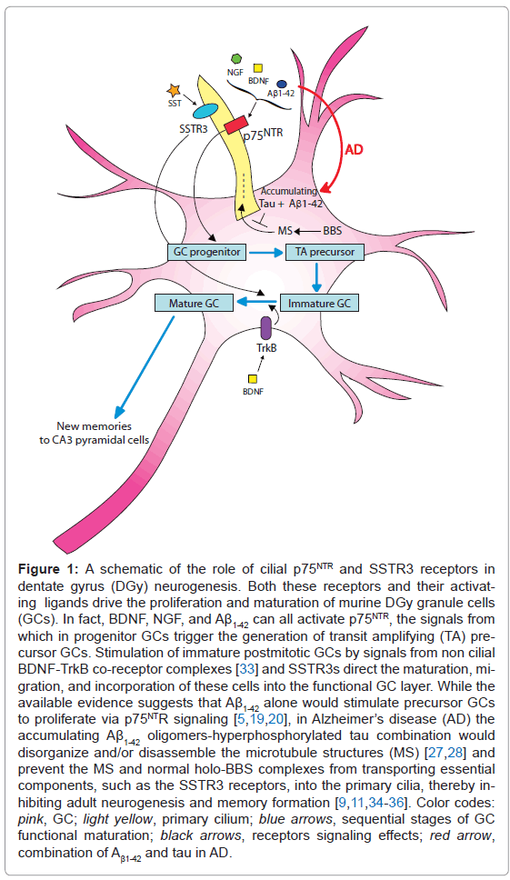 alzheimers-disease-parkinsonism-proliferation-maturation