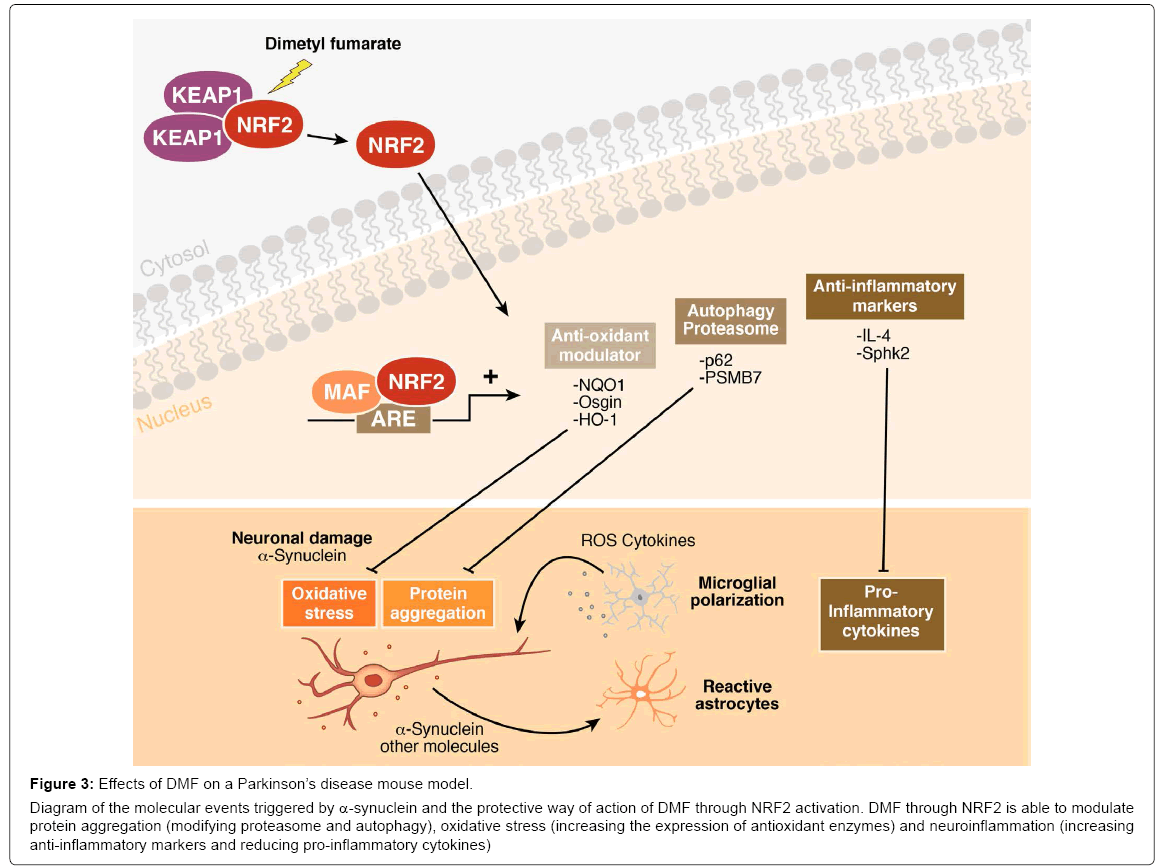 alzheimers-disease-parkinsonism-protein-aggregation
