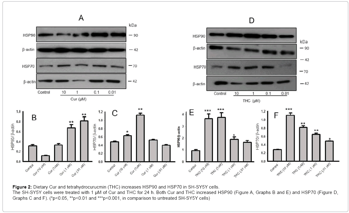 alzheimers-disease-parkinsonism-tetrahydrocurucmin