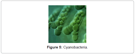 analytical-bioanalytical-techniques-Cyanobacteria
