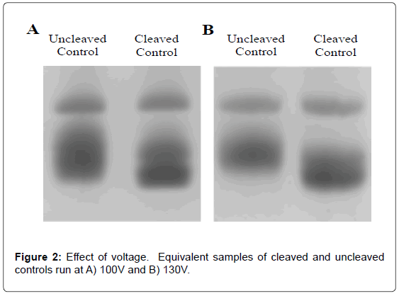 analytical-bioanalytical-techniques-Effect-voltage-cleaved