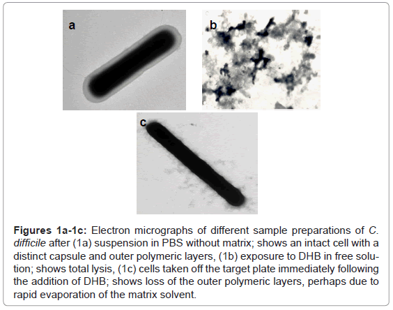 analytical-bioanalytical-techniques-Electron-micrographs-polymeric