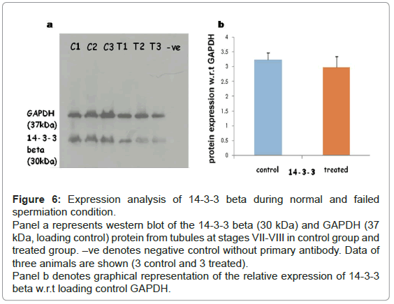 analytical-bioanalytical-techniques-Expression-analysis-spermiation