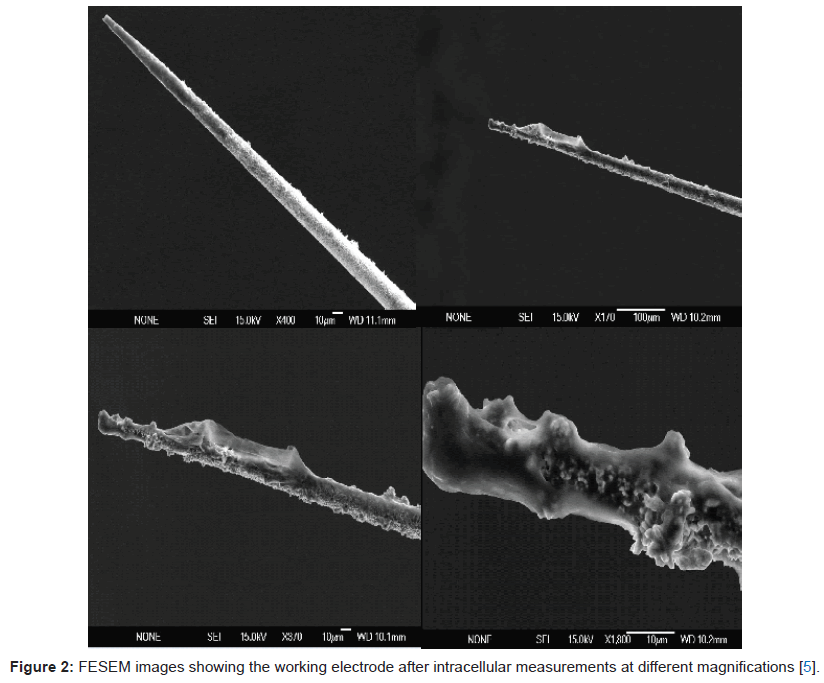 analytical-bioanalytical-techniques-FESEM-working-electrode