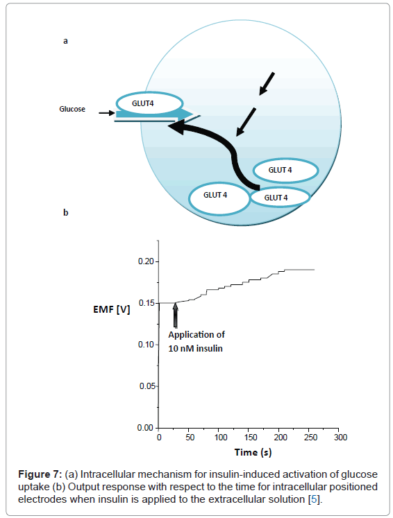 analytical-bioanalytical-techniques-Intracellular-mechanism-insulin