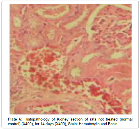 analytical-bioanalytical-techniques-Kidney-section