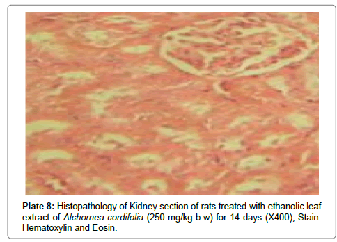 analytical-bioanalytical-techniques-Kidney-section-rats