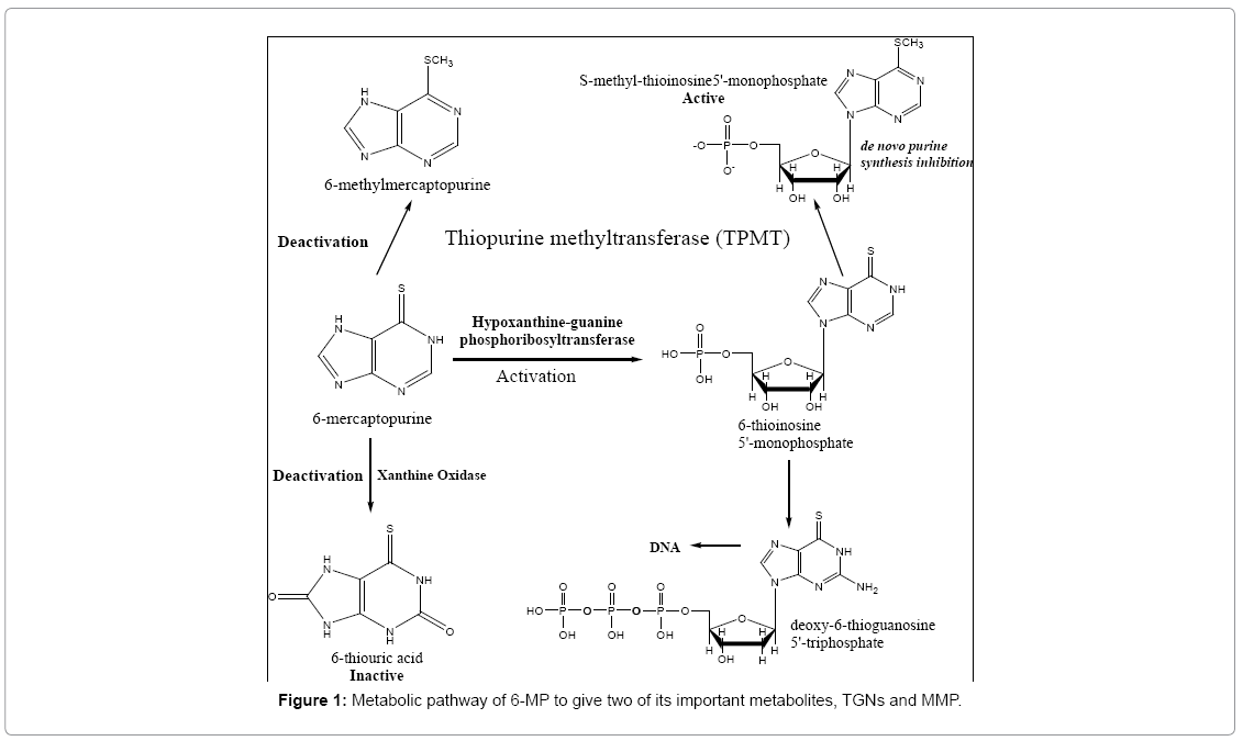 analytical-bioanalytical-techniques-Metabolic-pathway