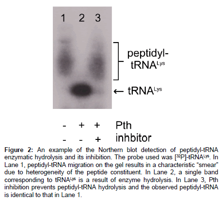 analytical-bioanalytical-techniques-Northern-blot-detection