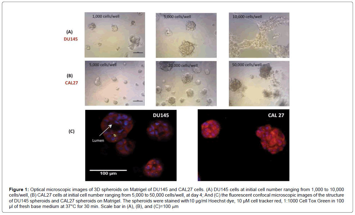 analytical-bioanalytical-techniques-Optical-microscopic-spheroids