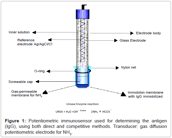 analytical-bioanalytical-techniques-Potentiometric-immunosensor-antigen