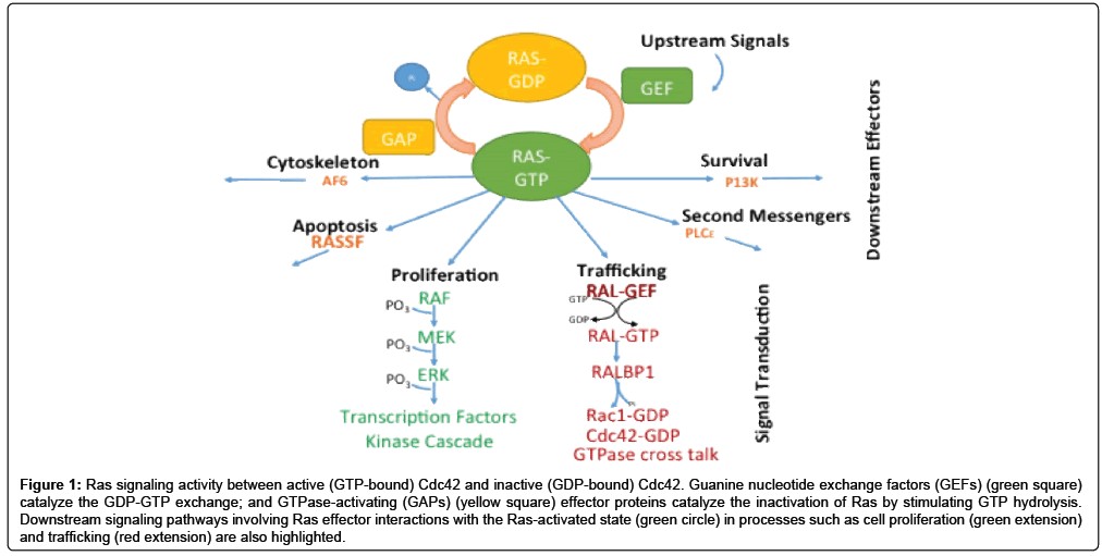 analytical-bioanalytical-techniques-Ras-signaling-active
