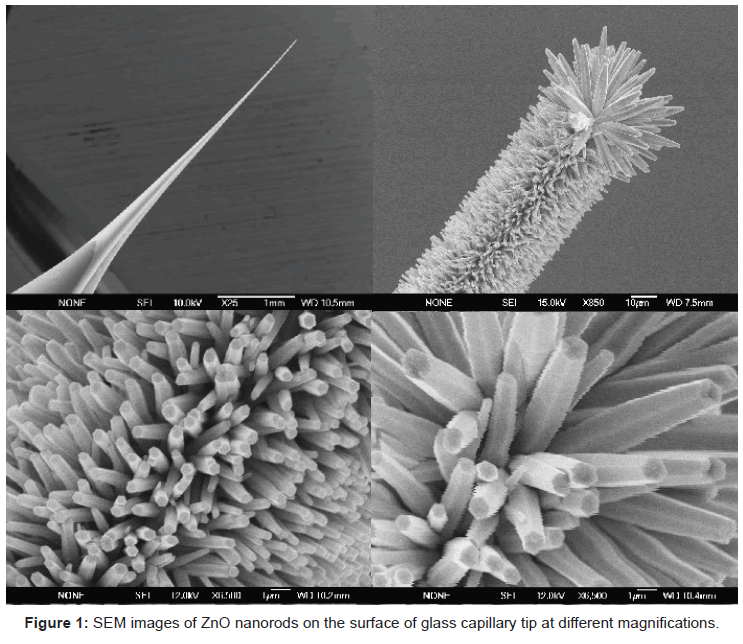 analytical-bioanalytical-techniques-SEM-images-nanorods