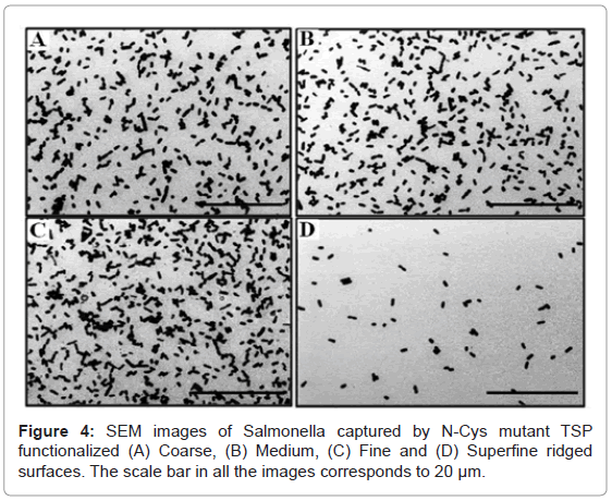 analytical-bioanalytical-techniques-Salmonella-functionalized-scale