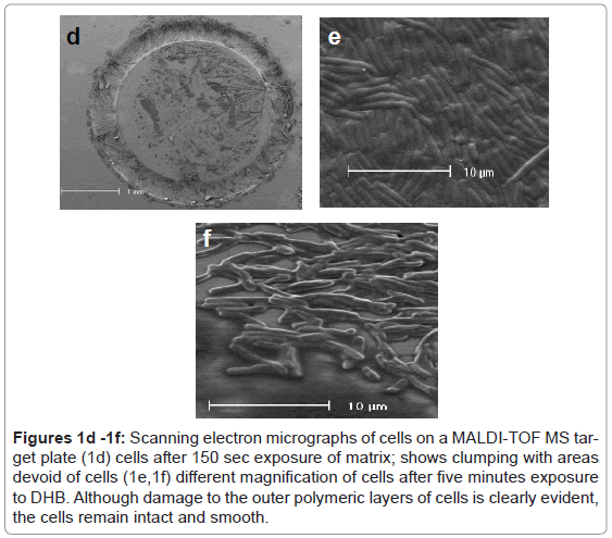 analytical-bioanalytical-techniques-Scanning-electron-micrographs
