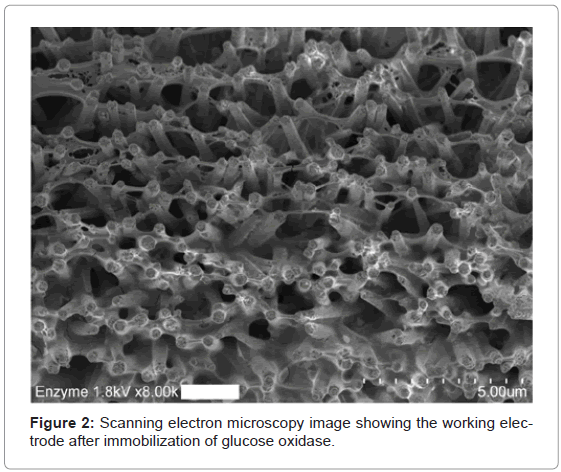 analytical-bioanalytical-techniques-Scanning-electron-microscopy
