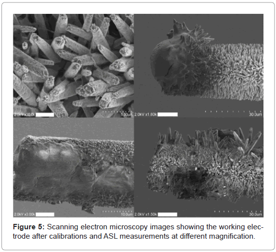 analytical-bioanalytical-techniques-Scanning-electron-microscopy
