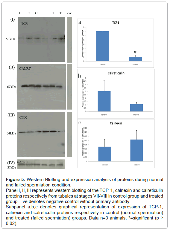 analytical-bioanalytical-techniques-Western-Blotting-spermiation