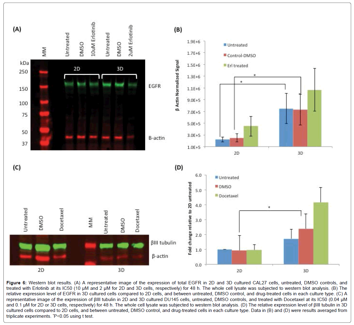 analytical-bioanalytical-techniques-Western-cultured-Erlotinib