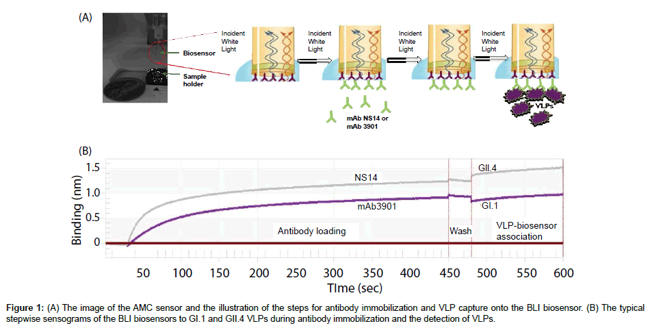 analytical-bioanalytical-techniques-antibody-immobilization