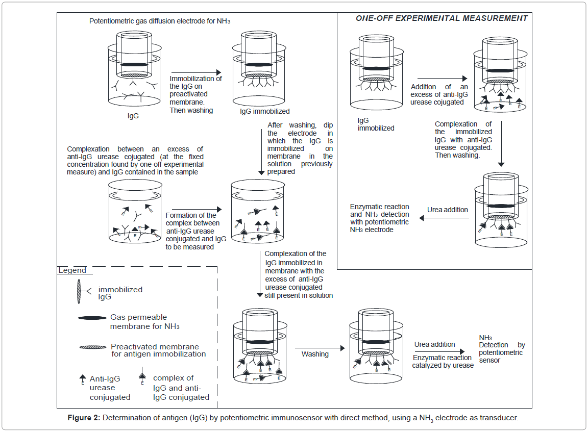 analytical-bioanalytical-techniques-antigen-potentiometric-immunosensor