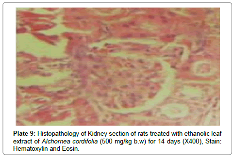 analytical-bioanalytical-techniques-extract-Alchornea