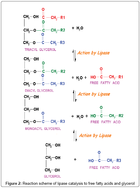 analytical-bioanalytical-techniques-lipase-catalysis