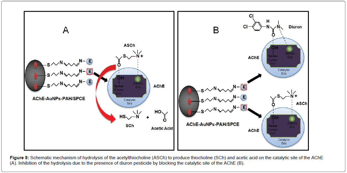 analytical-bioanalytical-techniques-mechanism-hydrolysis-acetylthiocholine