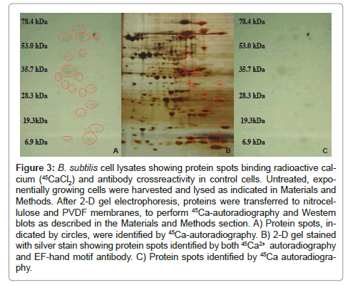 analytical-bioanalytical-techniques-protein-spots-binding-radioactive