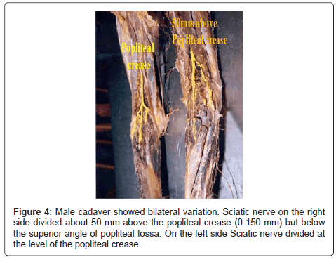anatomy physiology peer reviewed articles anatomy physiology peer reviewed articles