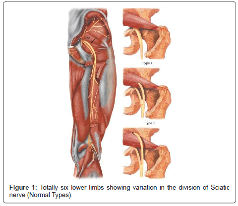 sciatic nerve anatomy
