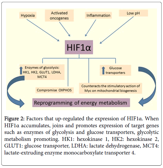 Promotes metabolism