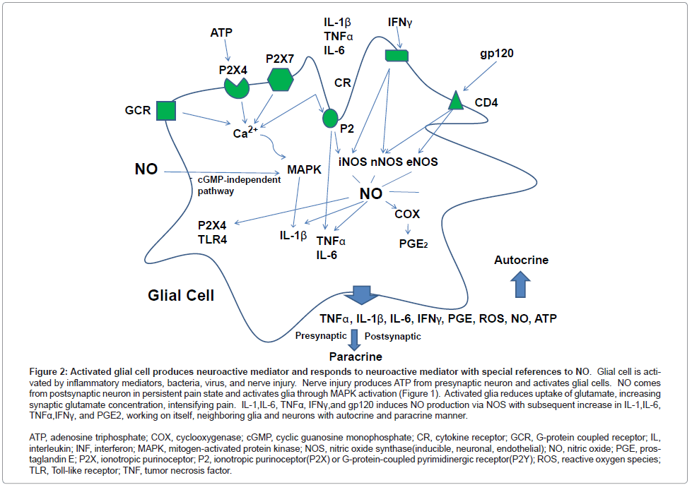 glial cell
