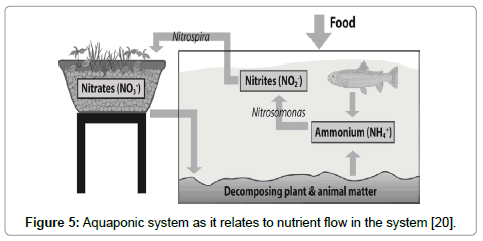 aquaponic system design manual pdf