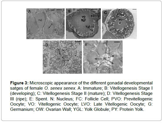 reproductive cycle and fecundity