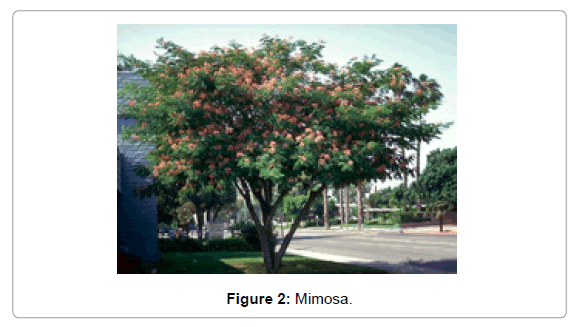 architectural-engineering-mimosa